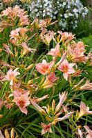 Hemerocallis 'Stoke Poges' - Day Lily, July