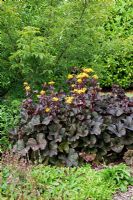 Ligularia 'Britt Marie Crawford' - Golden Groundsel in woodland setting