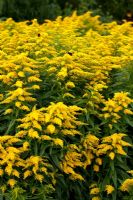 Solidago 'Crown of Rays' - Goldenrod