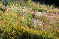Hill House, Glascoed, Monmoutshire, Wales. July. The meadow. Mixed grasses, with Leucanthemum vulgare - Ox Eye Daisy