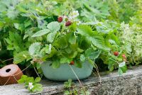 Alpine strawberries in tin container