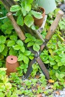 Old garden shears with clay pots and wild alpine strawberry plants