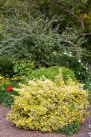 Euonymus japonicus and Cotoneaster