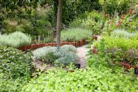 Herb garden with Lavandula - Lavender, Foeniculum vulgare - Fennel, Salvia officinalis - Sage, Santolina - Cotton Lavender, Mentha - Mint in beds edged with terracotta tiles