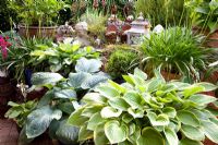Hostas in pots - Scheper Town Garden 
 