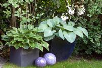 Hostas in blue pots - Scheper Town Garden 
