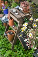 Terracotta pots on old wooden steps with Leucanthemum vulgare  - Ox eye Daisies