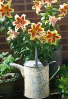 Lilium 'Nymph' growning against wall with metal watering can