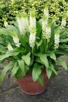 Eucomis zambesiaca 'White Dwarf' - Pineapple Lily, July 