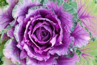 Brassica oleracea - Ornamental Cabbage 'Tokyo Mix'
