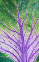 Brassica oleracea - Ornamental Cabbage 'Tokyo Mix'
