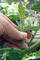 Removing side shoots from a tomato plant
