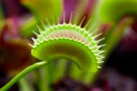 Dionaea muscipula - Venus fly trap
