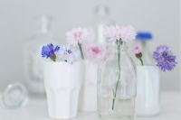 Centaurea cyanus - Cornflowers in white tumblers and glass bottles