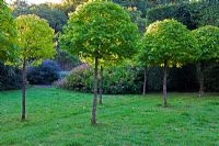 Veddw House Garden, Monmouthshire, Wales. September. Avenue of Corylus colurna in Meadow. (Turkish Hazel)
