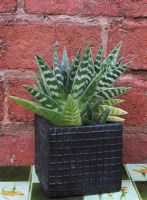 Succulent leaved Aloe variegata - Partridge- Breasted Aloe growing in a square pot