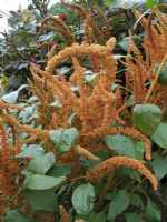 Amaranthus caudatus 'Autumn Palette'                              