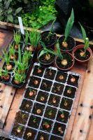 Alliums - Garlic, Shallots and Onion sets being grown on in pots and cell trays to give them a flying start and allow them to be planted out when soil conditions are ideal