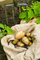 Digging up Solanum tuberosum - Potato 'Rocket'
