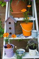 White step ladder with purple and orange pots of Purple Sage and Tagetes - Marigolds