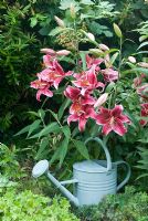 Lilium orientale - Lily with watering can