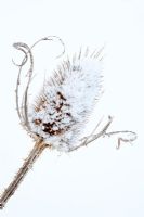 Dipsacus fullonum - Teasel in winter landscape covered in snow
