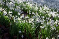 Galanthus - Snowdrops at Painswick Rococco Gardens, Gloucestershire