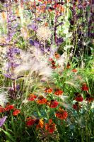 Helenium 'Moorheim Beauty', Hordeum jubatum, Allium 'Purple Sensation' seed head, Atriplex hortensis 'Rubra' - Growing Together Nursery