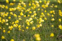 Narcissus bulbocodium - Hoop Petticoat Daffodils naturalised in grass - the Alpine Meadow, RHS Garden, Wisley, Surrey 