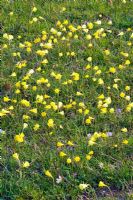 Narcissus bulbocodium - Hoop Petticoat Daffodils naturalised in grass - the Alpine Meadow, RHS Wisley, Surrey 