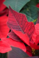 Poinsettia - Euphorbia pulcherrima 'Infinity Red' 