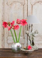 Amaryllis - Hippeastrum 'Hercules' in silver container on wooden table