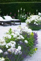 Beds of white Rosa and Lavandula set in to patio
