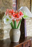 Amaryllis - Hippeastrum 'Clown', 'Challenger' and 'Charisma' in glazed container 
