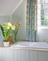 Bathroom with containers planted with Amaryllis - Hippeastrum 'Challenger' and 'Cherry Blossom' 