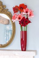 Mantelpiece with vase filled with cut flowers of Amaryllis -Hippeastrum 'Charisma', 'Ferrari' and 'Benfica'