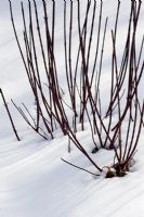Cornus alba 'Kesselringii' in snow