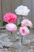 Camellias in glass vases - Camellia 'Tammia', 'Water Lily', 'Desire', 'Margaret Davis' and 'Nuccio's Gem'