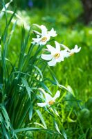 Narcissus poeticus var. recurvus - Narcissus 'Pheasant's Eye'