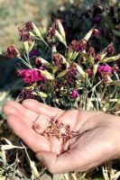 Dianthus caryophyllus - Harvesting Carnation seeds