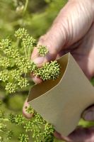 Petroselinum crispum - Parsley seeds being collected into a paper envelope
