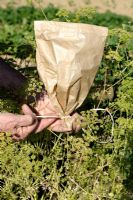Petroselinum crispum - Collecting seeds from Parsley and placing seeds heads into a paper bag