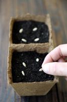 Cucumis melo - Sowing Cantaloupe melon seeds in peat pots