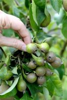 Thinning out young pears to give fewer but larger and better quality fruit