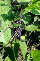 Phaseolus vulgaris - Dwarf French Bean 'Purple Queen'