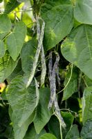Phaseolus vulgaris - Climbing French Bean 'Selma Zebra'