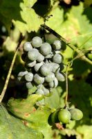 Uncinula necator - Powdery mildew on Grape
