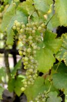 Uncinula necator - Powdery mildew symptoms on young Grape Vine