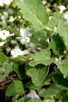 Leptinotarsa decemlineata - Colorado Beetles on Solanum melongena  - Aubergine