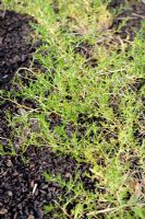 Salsola soda - Opposite Leaved Saltwort, Liscari sativa or Agretti, mulched with cocoa shells